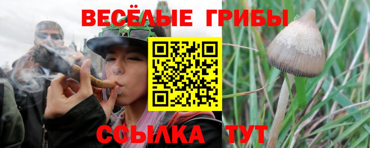 Батайск  Псилоцибиновые грибы мицелий  Вход с VPN  Галлюциногенные грибы Psilocybe 